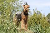 AIREDALE TERRIER 145